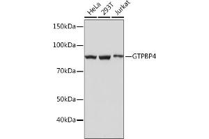 GTPBP4 anticorps