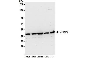 anti-Charged Multivesicular Body Protein 3 (CHMP3) (AA 25-75) antibody