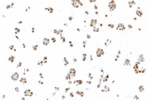 Immunocytochemistry (ICC) image for anti-Ubiquilin 4 (UBQLN4) (AA 2-601) antibody (ABIN7455161)