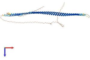 AlphaFold protein structure predicition of Mouse Recombinant Krt16 Protein, UniprotID Q9Z2K1