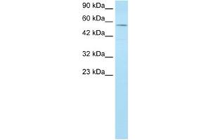 WB Suggested Anti-MLLT1 Antibody Titration:  1. (MLLT1 anticorps  (Middle Region))
