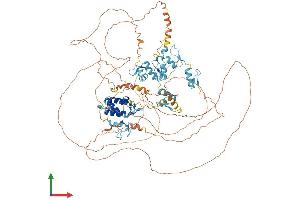 AlphaFold protein structure predicition of Mouse Recombinant Bnc1 Protein, UniprotID O35914