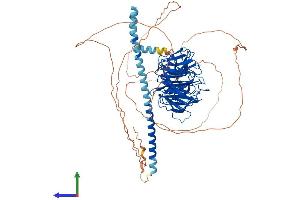 AlphaFold protein structure predicition of Human Recombinant TLE1 Protein, UniprotID Q04724