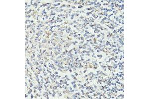 Immunohistochemistry of paraffin-embedded human tonsil using CD33 antibody.