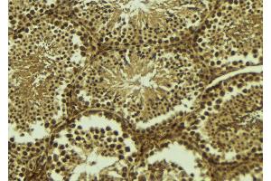 ABIN6273497 at 1/100 staining Mouse testis tissue by IHC-P.