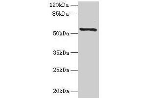 Western blot All lanes: TMEM161A antibody at 1 μg/mL + PC-3 whole cell lysate Secondary Goat polyclonal to rabbit IgG at 1/10000 dilution Predicted band size: 54, 42 kDa Observed band size: 54 kDa (TMEM161A anticorps  (AA 29-98))