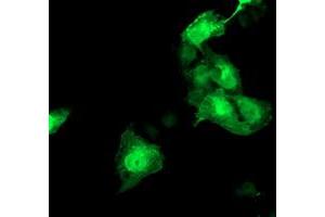 Anti-HSPBP1 mouse monoclonal antibody (ABIN2454941) immunofluorescent staining of COS7 cells transiently transfected by pCMV6-ENTRY HSPBP1 (RC201814). (HSPBP1 anticorps)