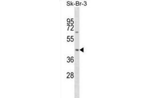 Western Blotting (WB) image for anti-Sorting Nexin 7 (SNX7) antibody (ABIN2999429)