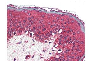 Anti-NR1D2 antibody IHC of human skin.
