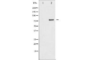 Western blot analysis of IKK-alpha expression in EGF treated 293 whole cell lysates,The lane on the left is treated with the antigen-specific peptide. (IKK alpha anticorps  (N-Term))