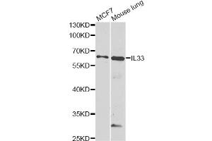 Western blot analysis of extracts of various cell lines, using IL33 antibody (ABIN6290531) at 1:1000 dilution. (IL-33 anticorps)