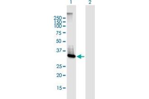 Western Blot analysis of ABHD6 expression in transfected 293T cell line by ABHD6 MaxPab polyclonal antibody. (ABHD6 anticorps  (AA 1-337))