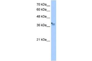 PCMTD1 antibody used at 2. (PCMTD1 anticorps)