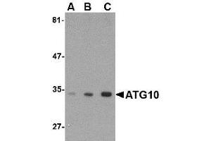 Image no. 1 for anti-Autophagy Related 10 (ATG10) (C-Term) antibody (ABIN1492176) (ATG10 anticorps  (C-Term))