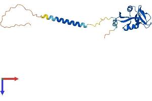 AlphaFold protein structure predicition of Mouse Recombinant Clec2d Protein, UniprotID Q91V08