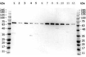 Western Blot of Rabbit anti-FANCG antibody. (FANCG anticorps  (AA 1-25))