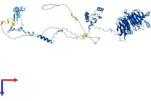 AlphaFold protein structure predicition of Human Recombinant BOP1 Protein, UniprotID Q14137