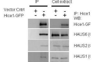 IP Image IP-WB assay to show that Hice1 , co-immunoprecipitated with other Augmin components HAUS6, HAUS2 , and HAUS1 , in U2OS cells.
