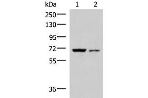 Western blot analysis of 293T and HepG2 cell lysates using EWSR1 Polyclonal Antibody at dilution of 1:1000