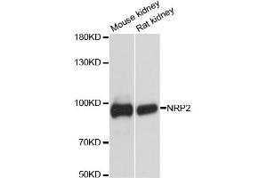 Western blot analysis of extracts of various cell lines, using NRP2 antibody (ABIN6290692) at 1:3000 dilution. (NRP2 anticorps)