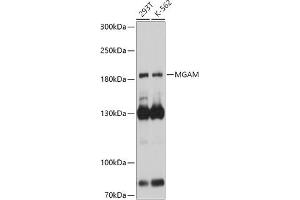 Western blot analysis of extracts of various cell lines, using MGAM antibody (ABIN7265563) at 1:1000 dilution. (AGLU anticorps  (AA 860-1090))