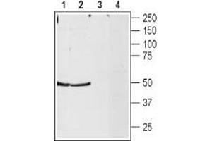 Western blot analysis of rat hippocampus and rat whole brain lysates: - 1,2. (NPY2R anticorps  (C-Term, Intracellular))