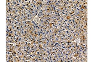ABIN7094968 and ABIN7099024 at 1/100 staining mouse liver tissue by IHC-P. (IL17D anticorps)