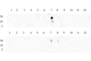 Histone H3 dimethyl Lys9 antibody tested by dot blot analysis. (Histone 3 anticorps  (H3K9me2))