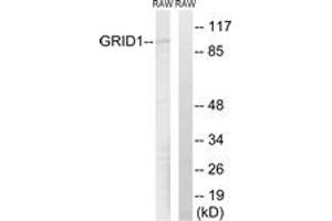 Western blot analysis of extracts from RAW264. (GRID1 anticorps  (AA 831-880))