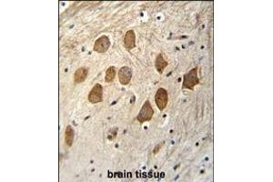 HCFC1R1 Antibody (N-term) (ABIN655591 and ABIN2845078) immunohistochemistry analysis in formalin fixed and paraffin embedded human brain tissue followed by peroxidase conjugation of the secondary antibody and DAB staining.