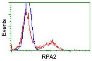 Image no. 6 for anti-Replication Protein A2, 32kDa (RPA2) antibody (ABIN1500735) (RPA2 anticorps)