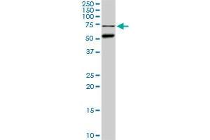 Western Blotting (WB) image for anti-CLK3 (CLK3) (AA 36-136) antibody (ABIN598613) (CLK3 anticorps  (AA 36-136))
