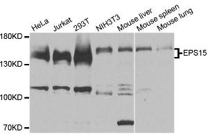 Western blot analysis of extracts of various cell lines, using EPS15 antibody (ABIN6003546) at 1:3000 dilution. (EPS15 anticorps)