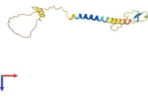 AlphaFold protein structure predicition of Human Recombinant KLRC4 Protein, UniprotID O43908