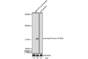 Western blot analysis of extracts of NIH/3T3 cells, using Acetyl-Histone H4-K91 antibody (ABIN7267748) at 1:1000 dilution.