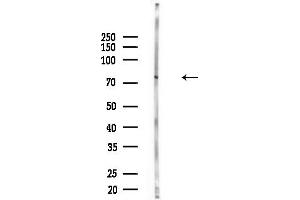 anti-Centrosomal Protein 76kDa (Cep76) (Internal Region) antibody