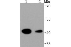 Lane 1: Hela, Lane 2: K562 lysate probed with HDAC8 (4C3) Monoclonal Antibody  at 1:1000 overnight at 4˚C. (HDAC8 anticorps)