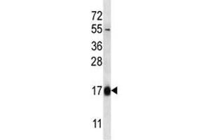 HBQ1 antibody western blot analysis in 293 lysate.