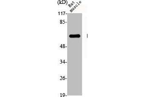 Western Blot analysis of RAT-MUSCLE cells using Dab1 Polyclonal Antibody (DAB1 anticorps)