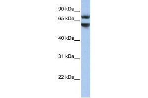 Western Blotting (WB) image for anti-Junctophilin 3 (JPH3) antibody (ABIN2459300)