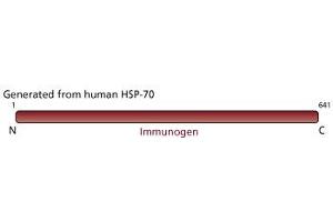 Image no. 2 for anti-Heat Shock Protein 70 (HSP70) antibody (ABIN967447) (HSP70 anticorps)