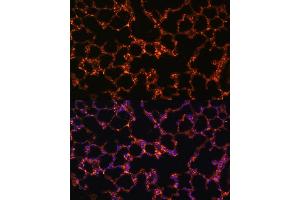 Immunofluorescence analysis of mouse lung using BTN3 Polyclonal Antibody (0288) at dilution of 1:100 (40x lens).