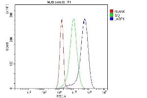 anti-La Ribonucleoprotein Domain Family, Member 1 (LARP1) (AA 123-401) antibody