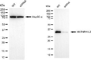 Western blotting analysis using HNRNPA1L2 antibody (ABIN7798895).