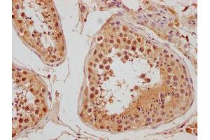 IHC image of ABIN7140122 diluted at 1:300 and staining in paraffin-embedded human testis tissue performed on a Leica BondTM system. (LEO1 anticorps  (AA 2-24))