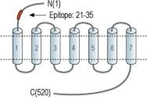 Adrenergic, alpha-1B-, Receptor (ADRA1B) peptide