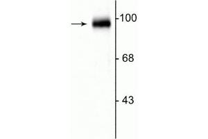 Western blot of rat cerebellar lysate showing the specific immunolabeling of the ~95 kDa GRASP protein. (GRIPAP1 anticorps  (C-Term))