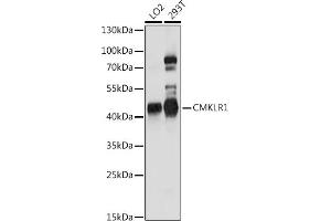 Western blot analysis of extracts of various cell lines, using CMKLR1 antibody (ABIN7266327) at 1:1000 dilution. (CMKLR1 anticorps  (AA 250-350))
