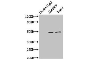 Immunoprecipitating MAPK9 in Hela whole cell lysate Lane 1: Rabbit control IgG (1 μg) instead of ABIN7160013 in Hela whole cell lysate. (JNK2 anticorps  (AA 1-424))
