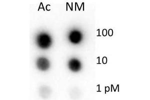 Dot Blot of Rabbit Histone H4 Antibody. (Histone H4 anticorps  (N-Term))